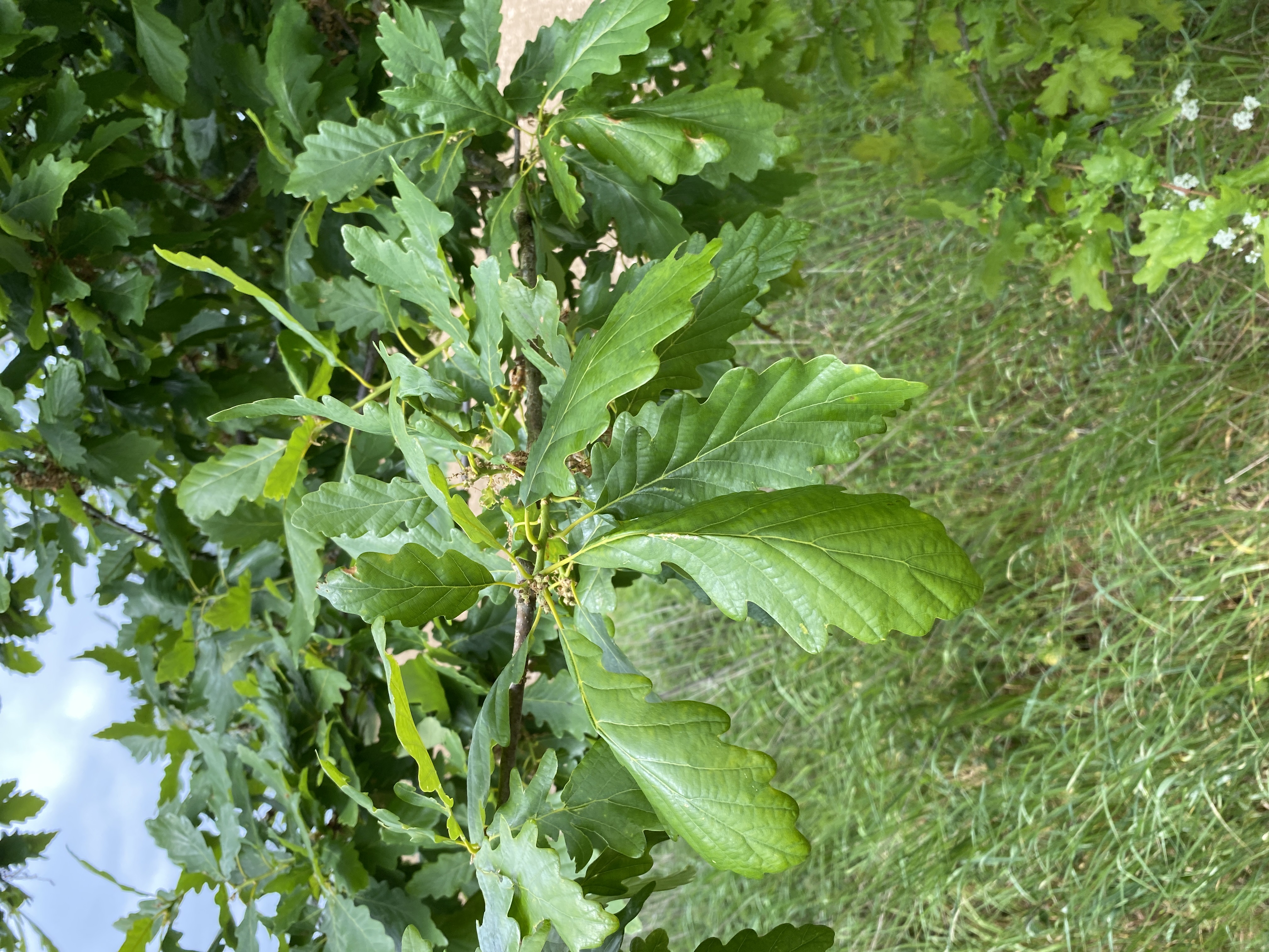 Sessile Oak