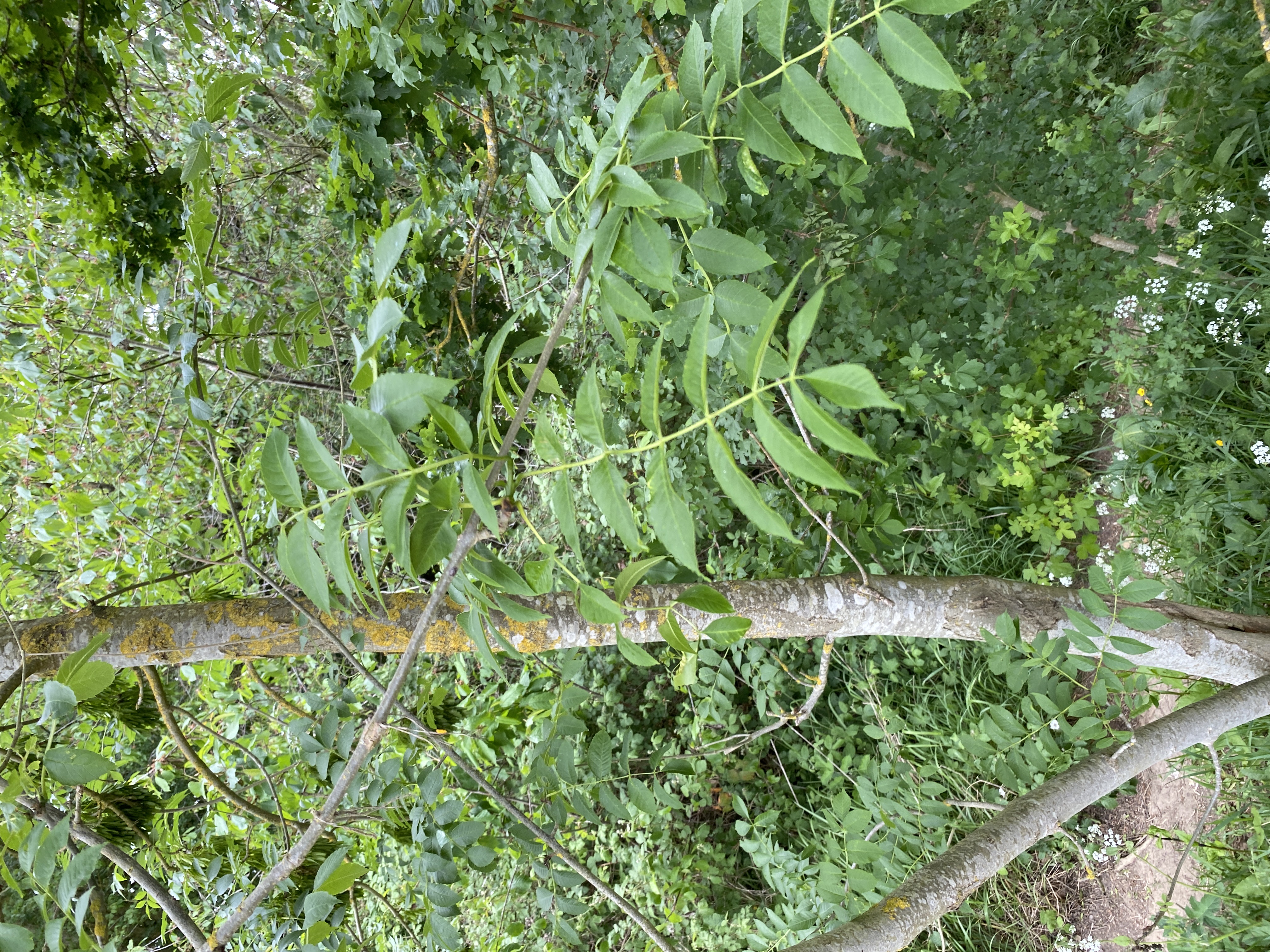 Mountain Ash