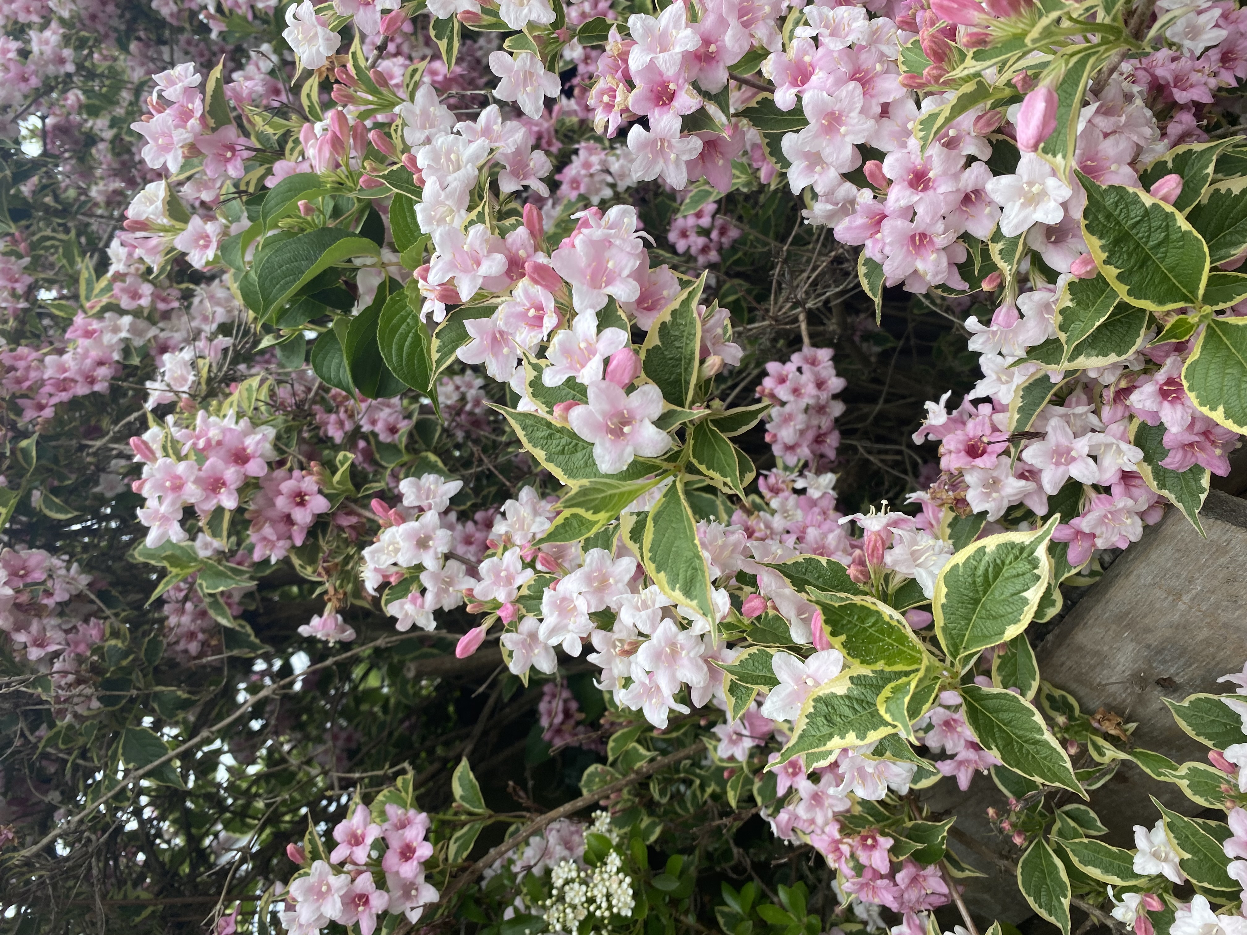 Weigela