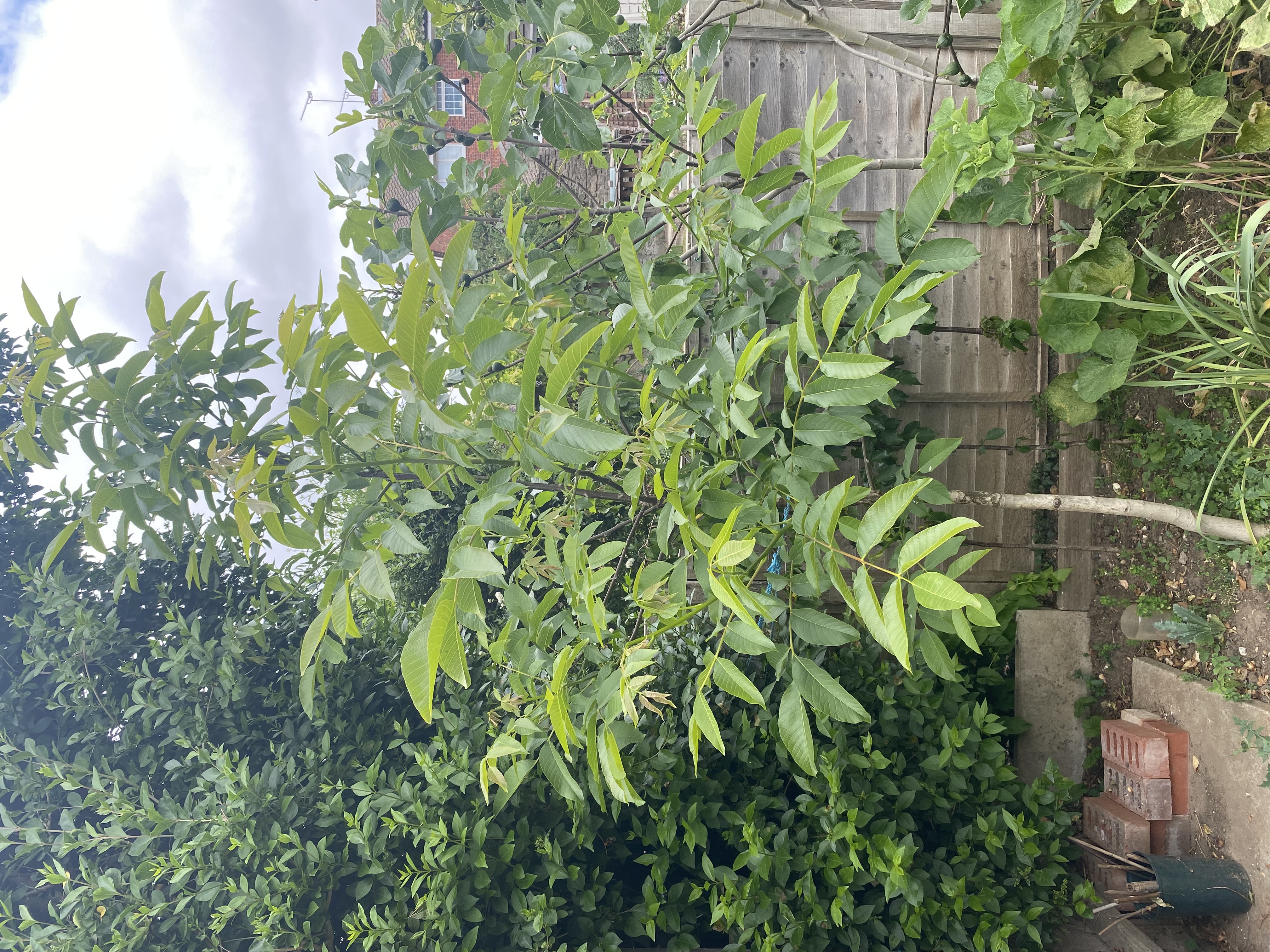 English Walnut