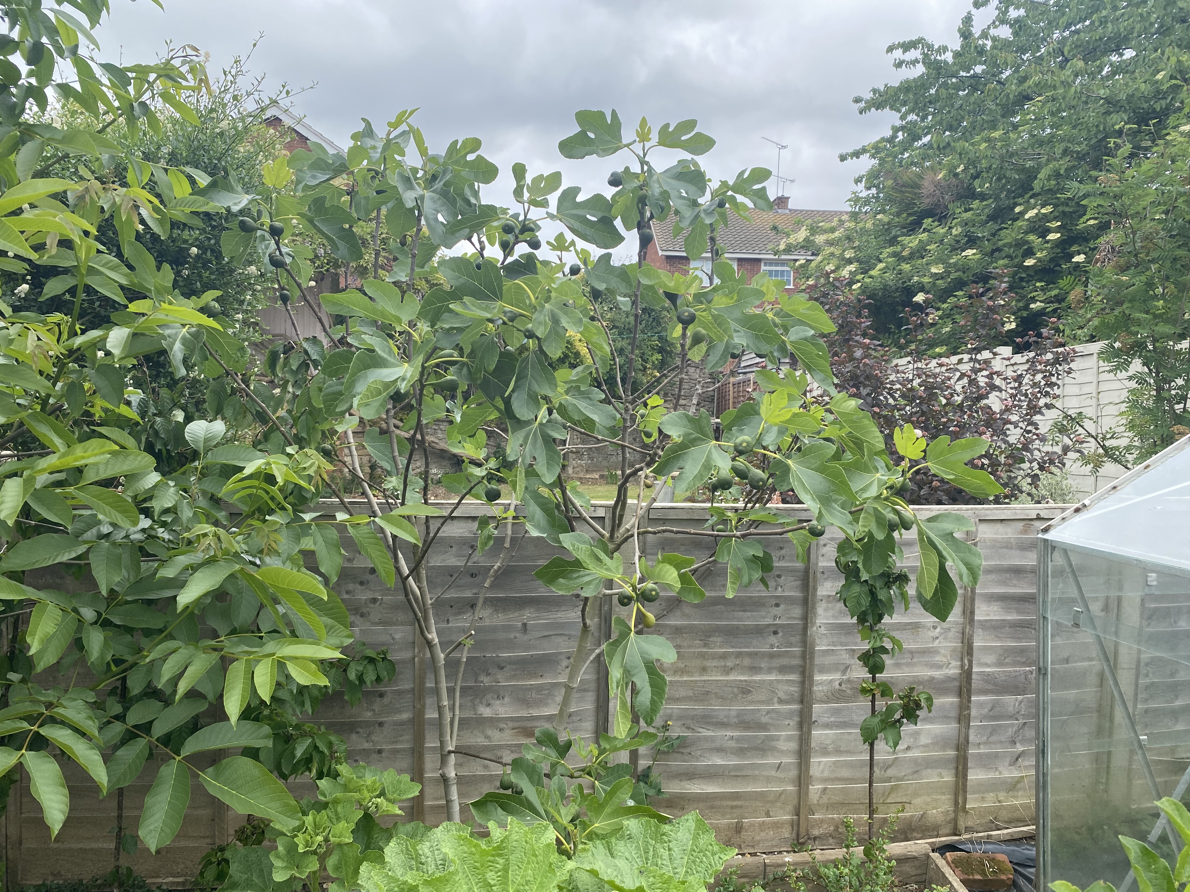 Fig tree