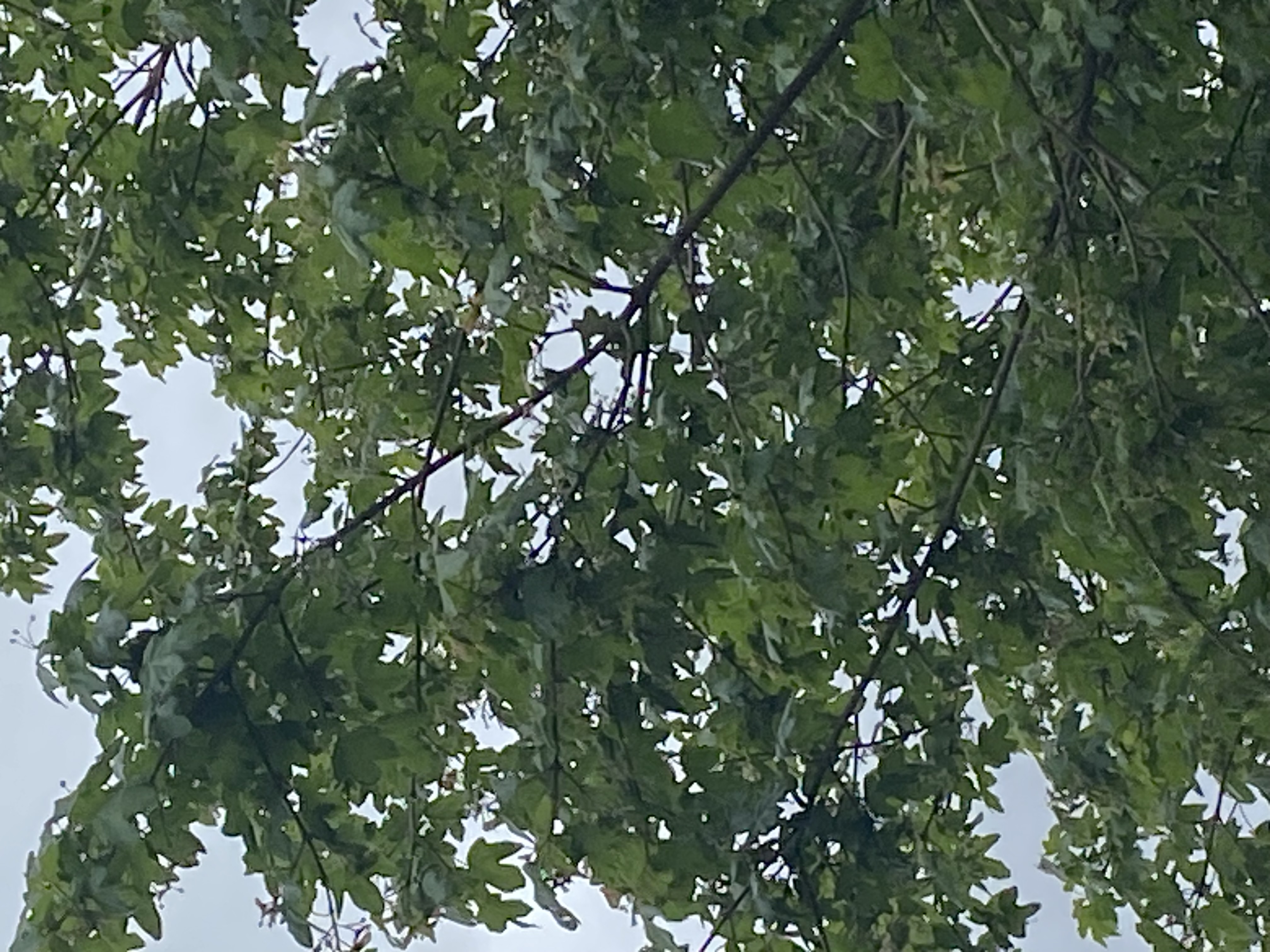 Sycamore