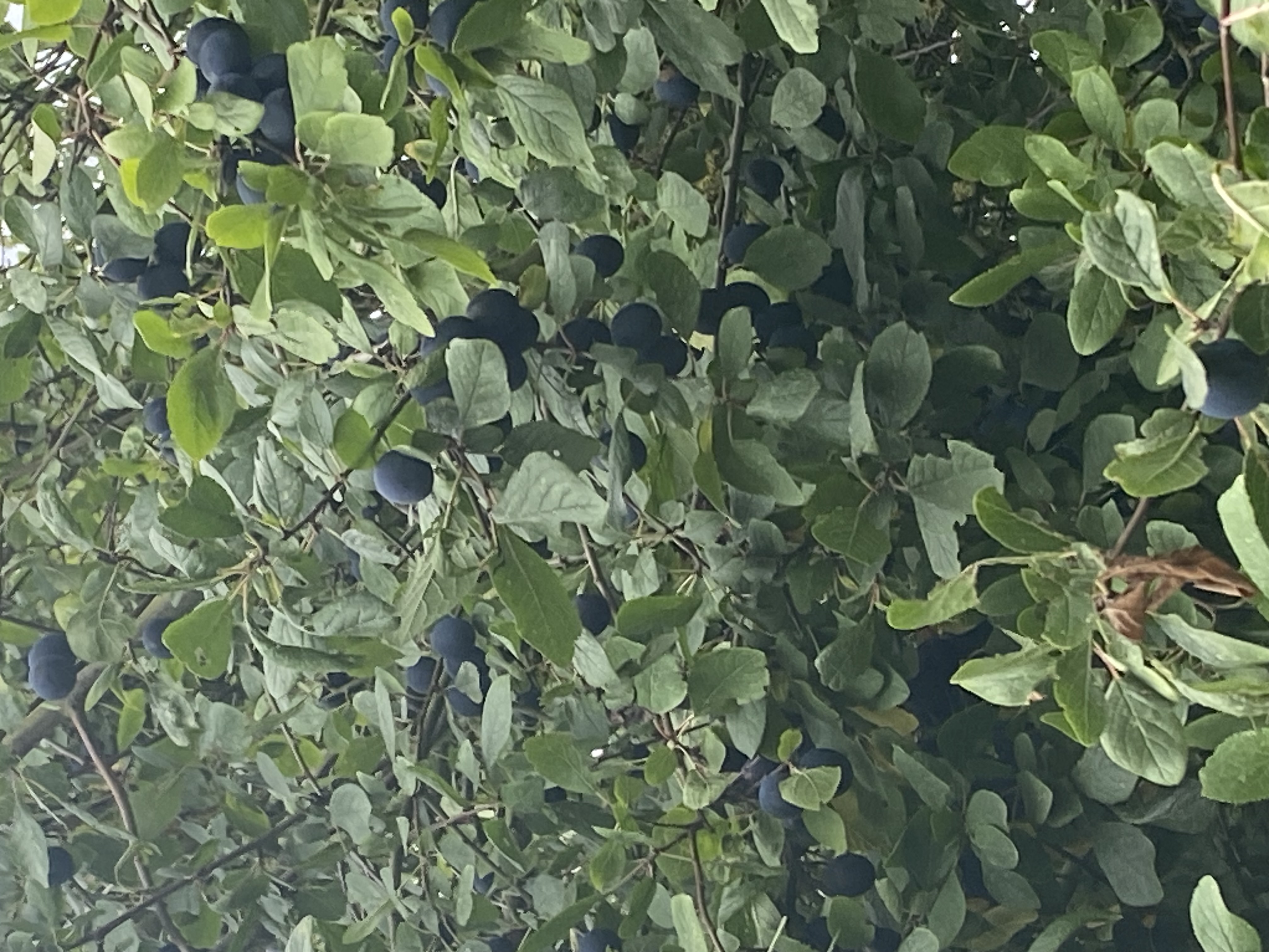 Damson