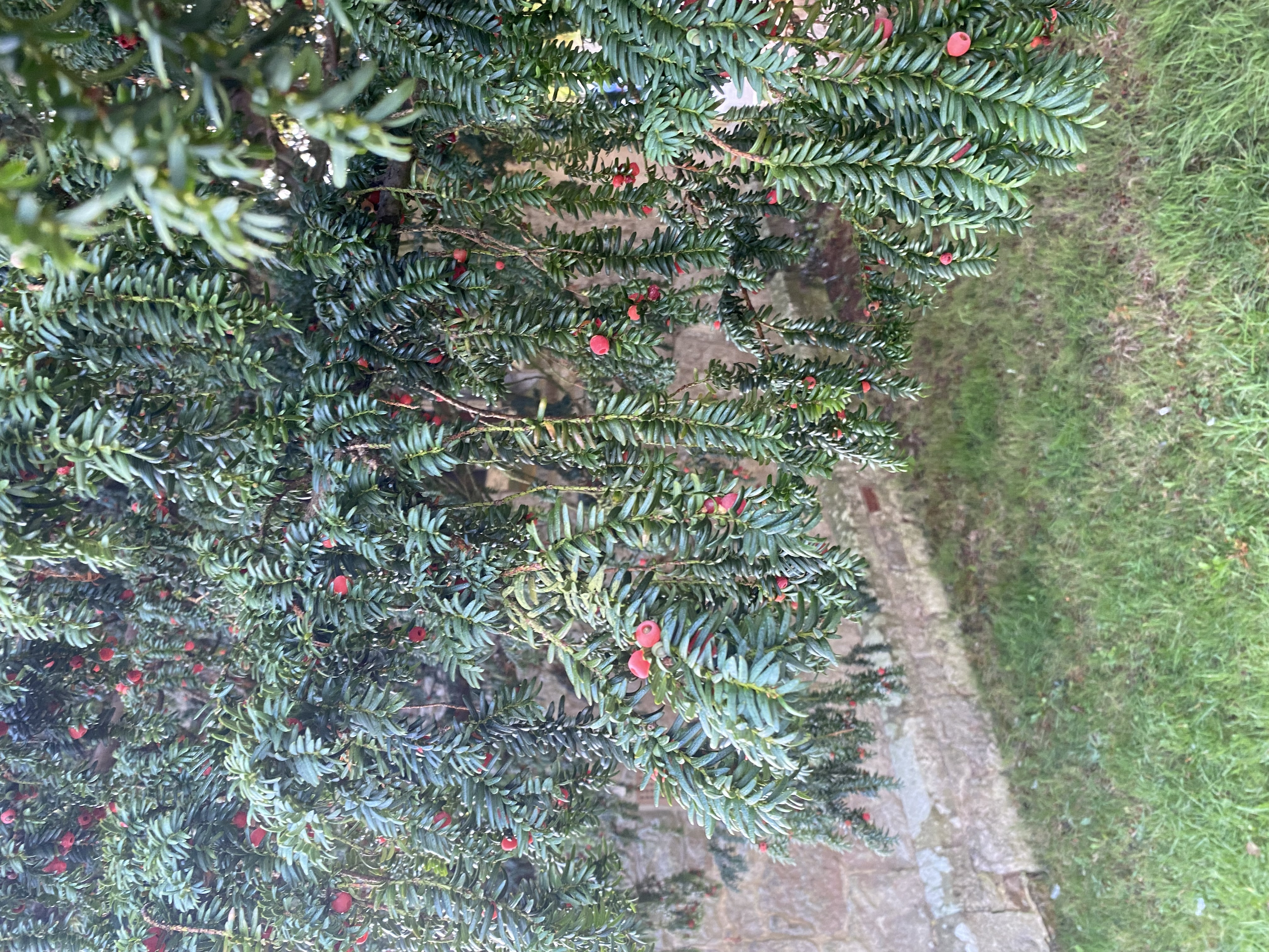 Yew