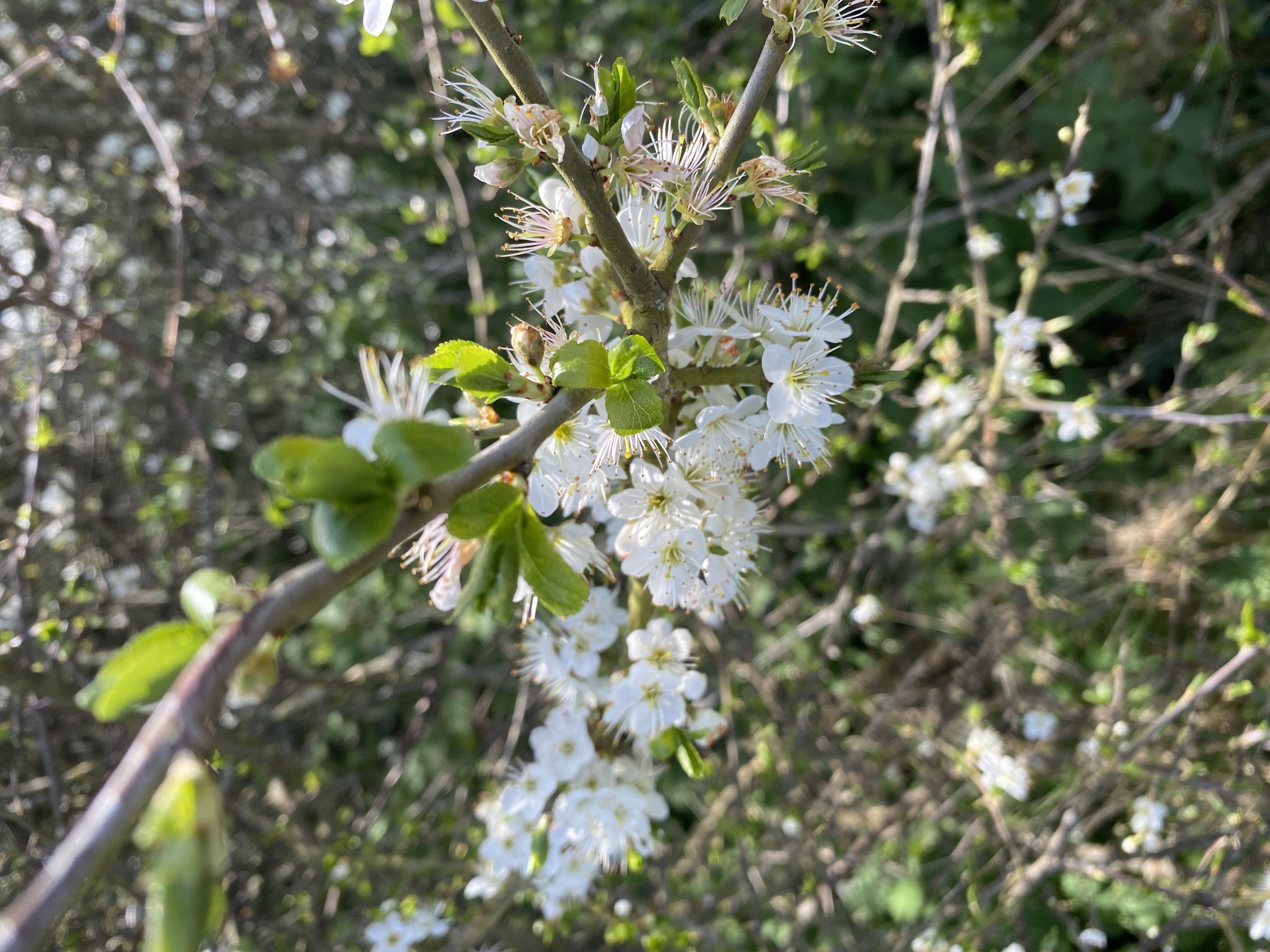 Blackthorn