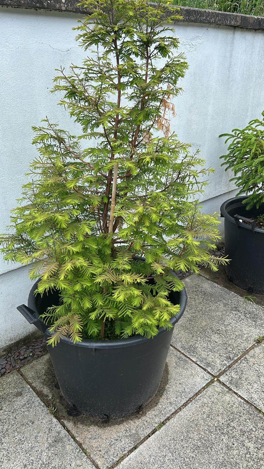 Dawn Redwood