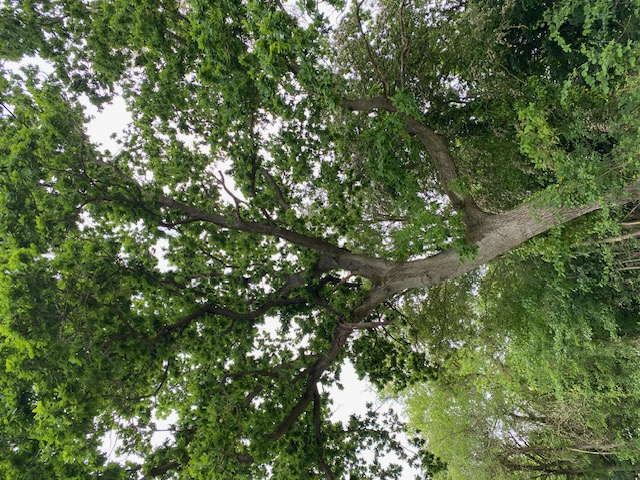 English Oak