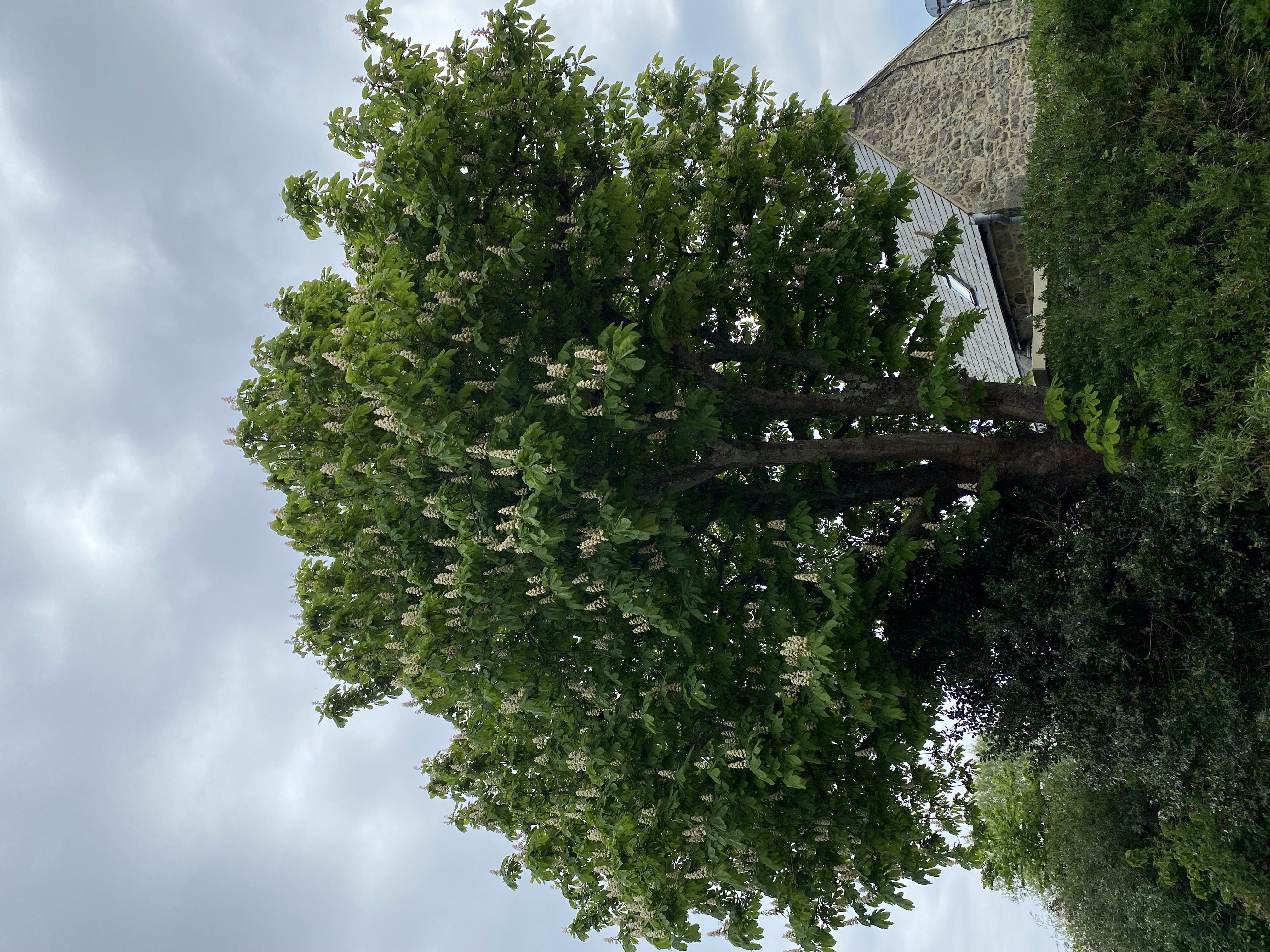 Horse Chestnut
