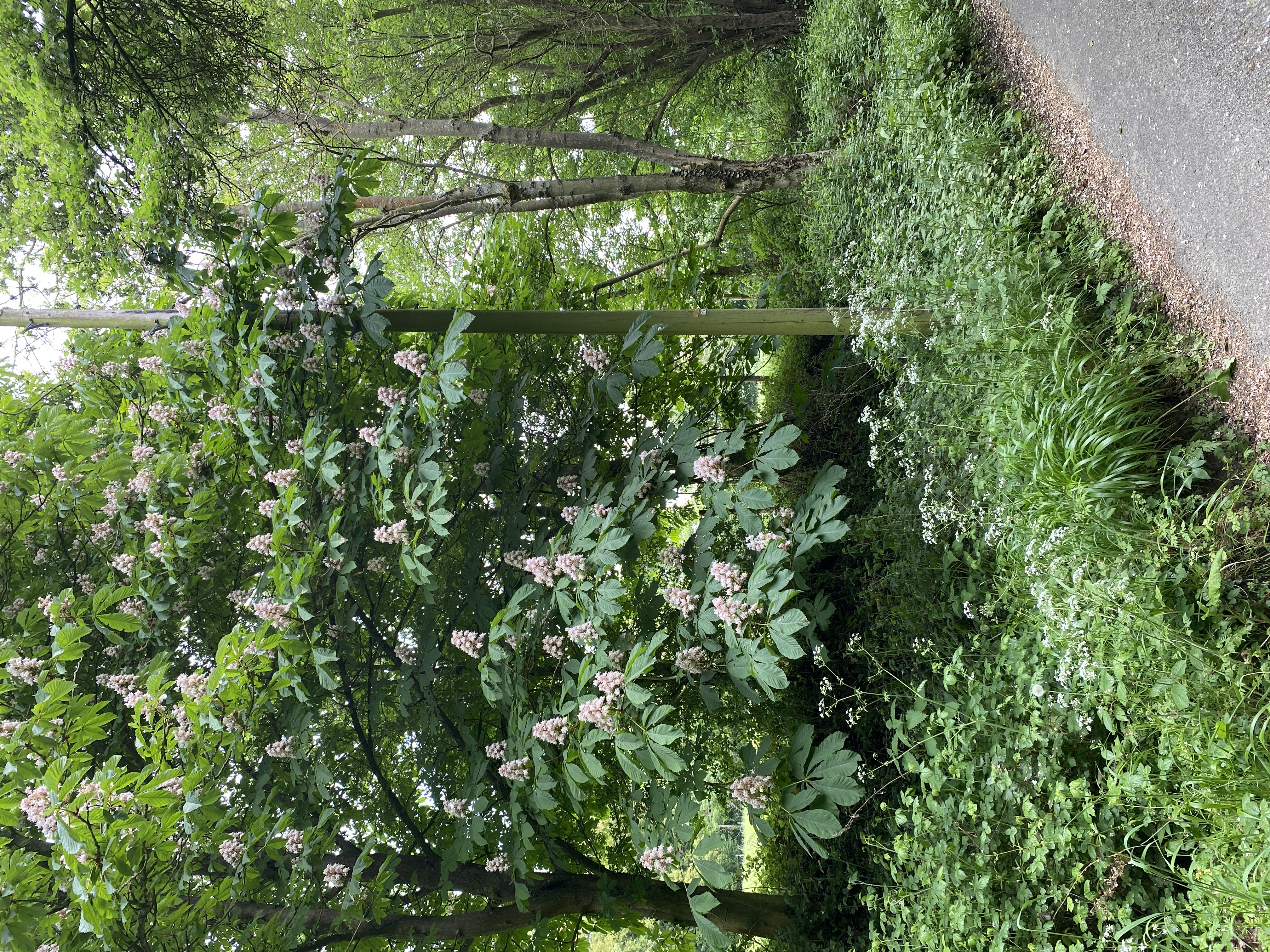 Tree image