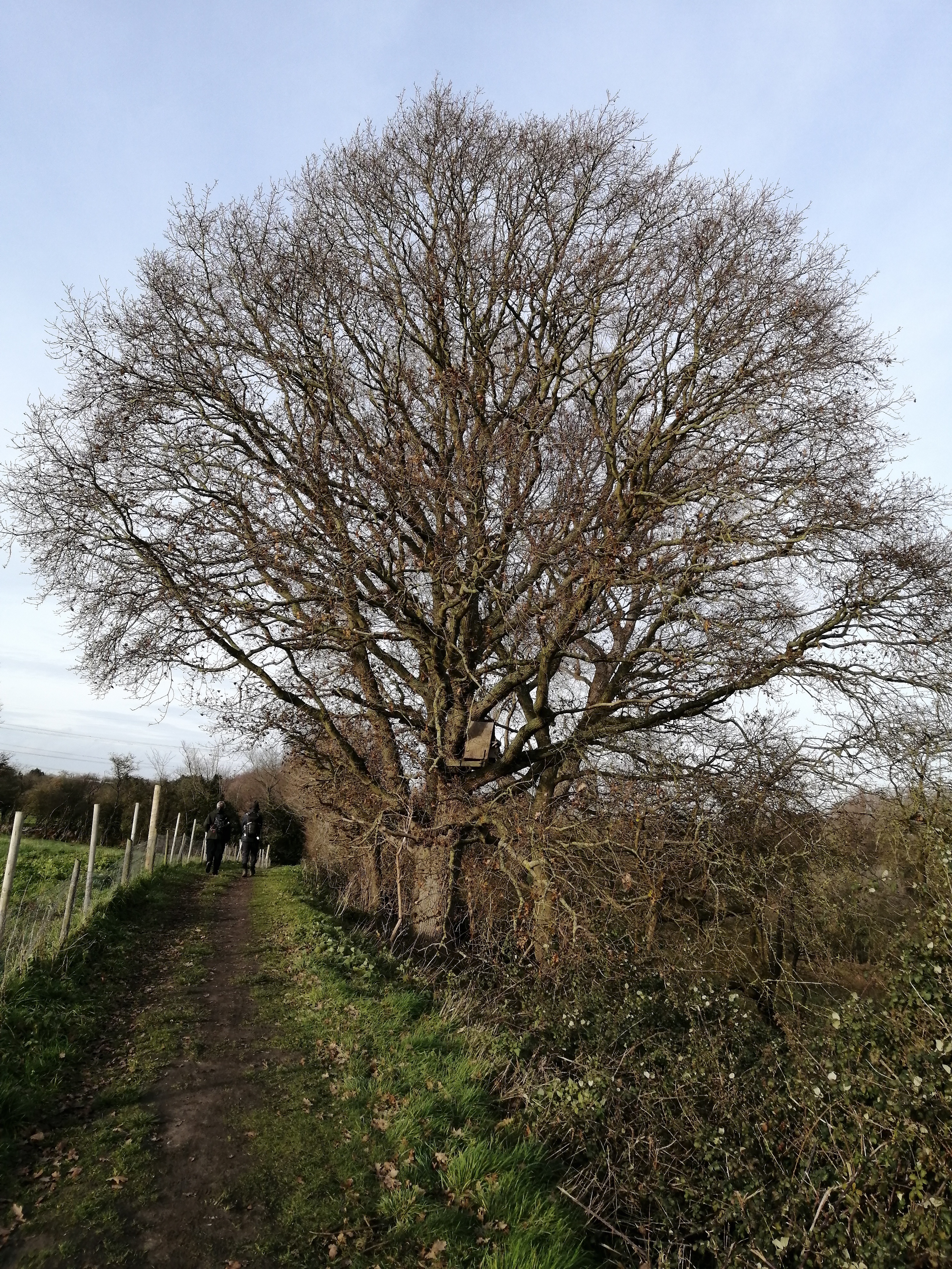 Tree image