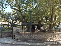 Tree image