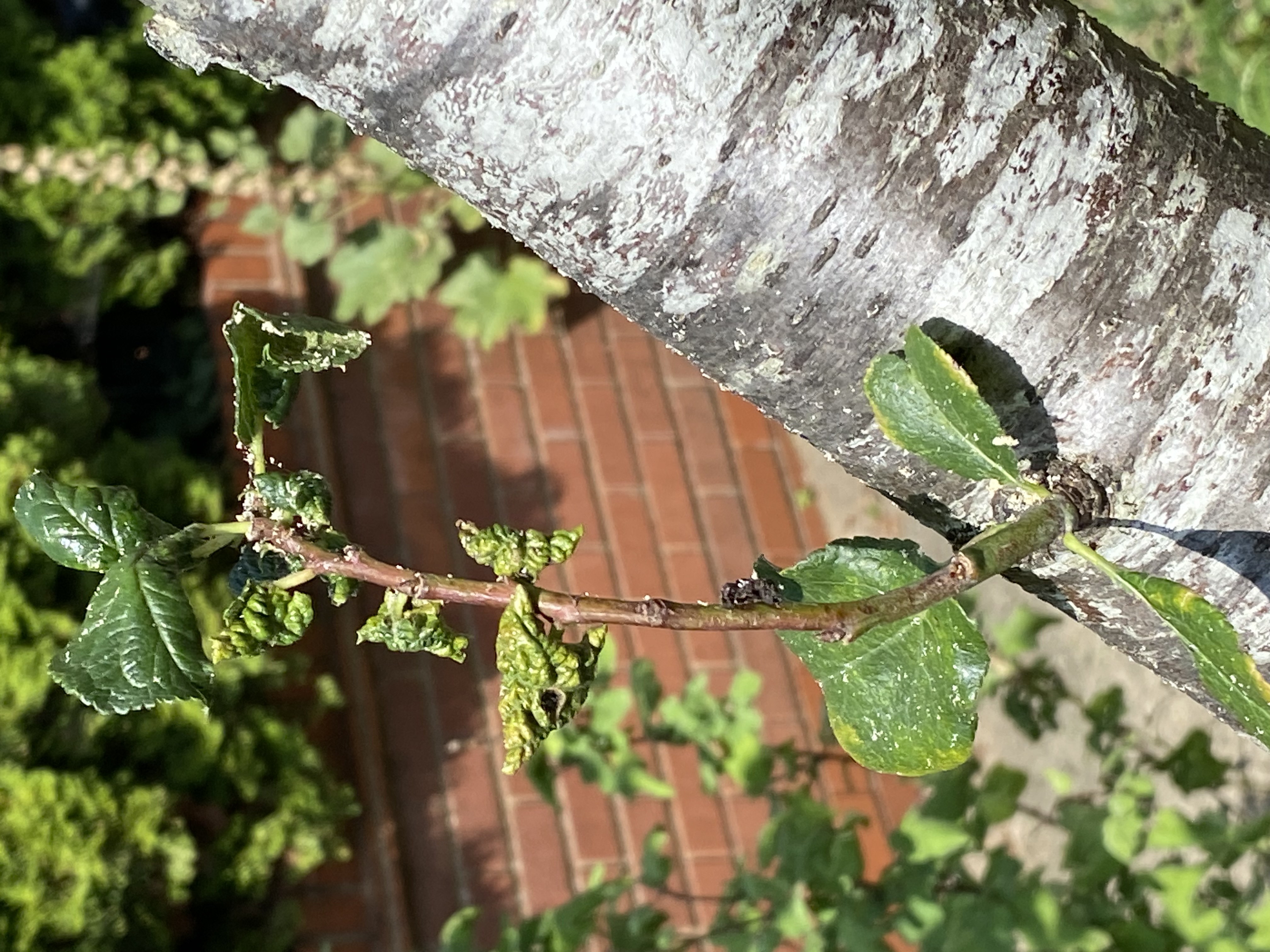 Tree image