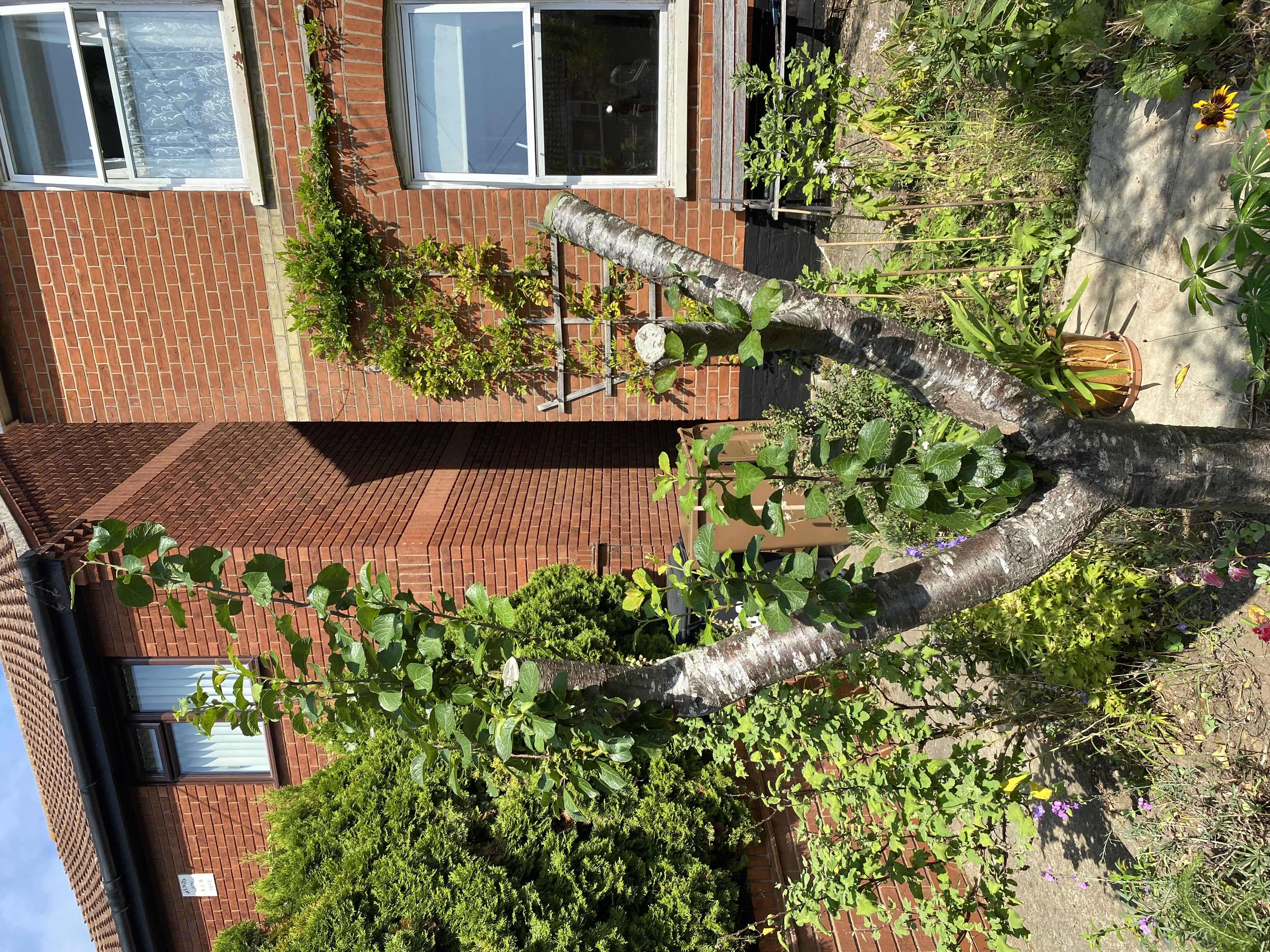 Tree image