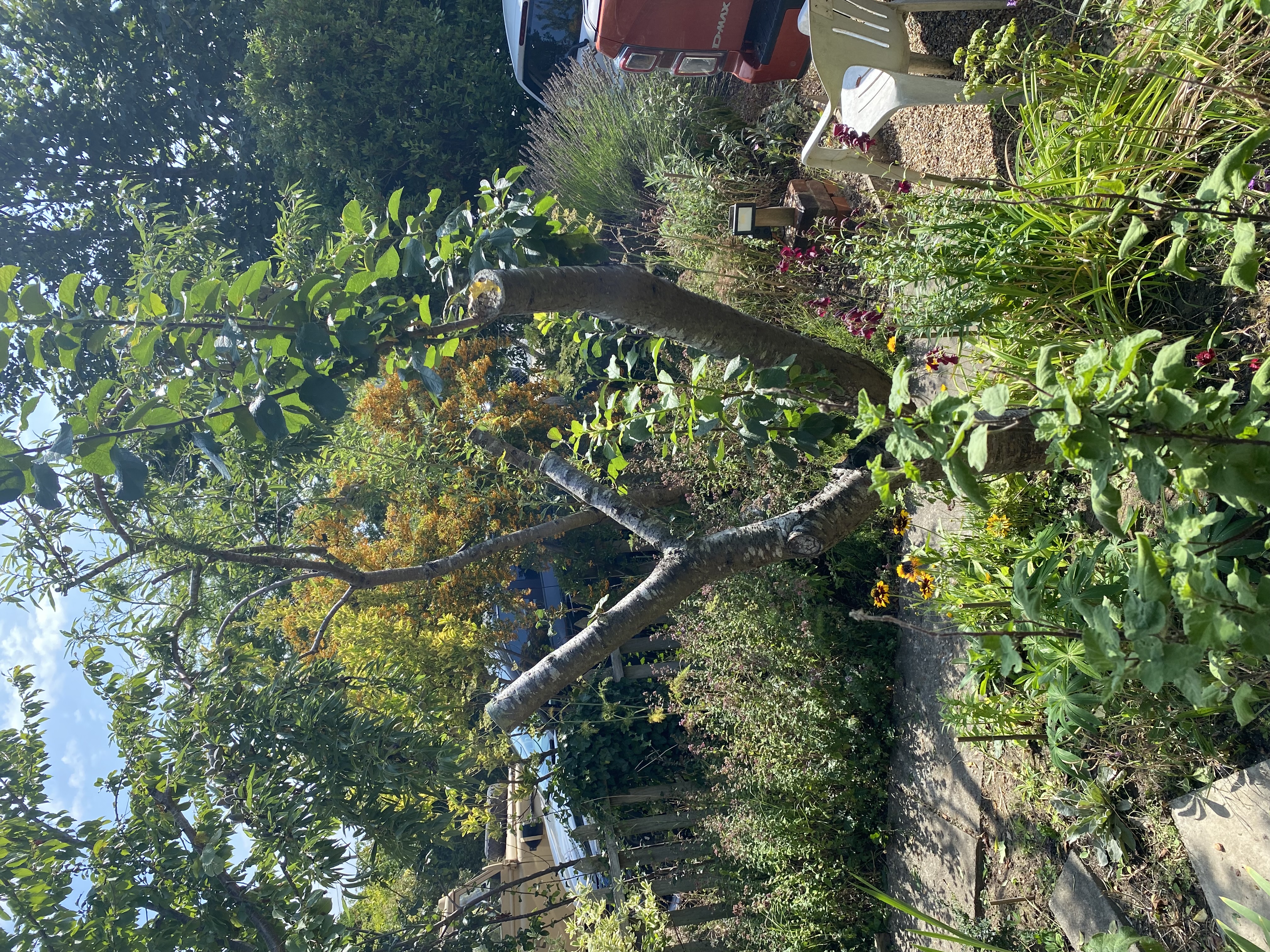 Tree image