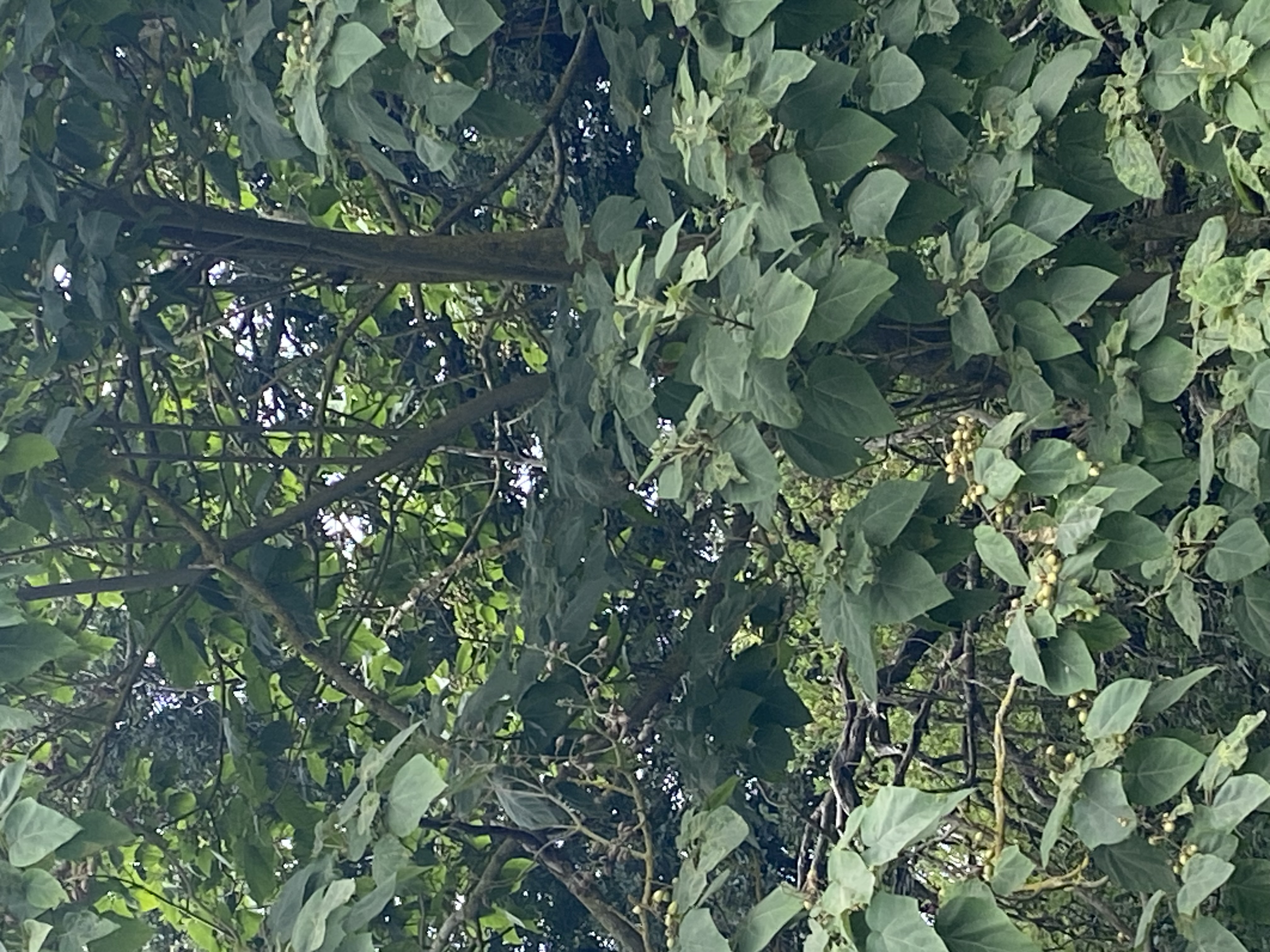 Tree image